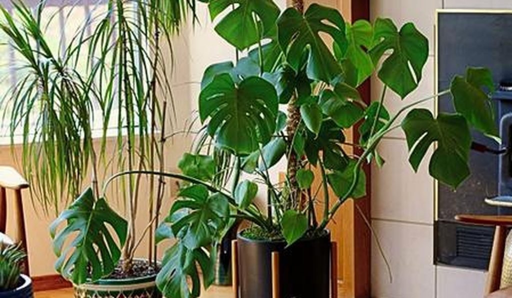 PLANTS FOR HOME DECOR
