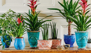 Home Decor Pots: Why the Right Container Changes Everything