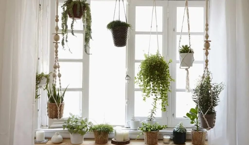 PLANTS FOR HOME DECOR
