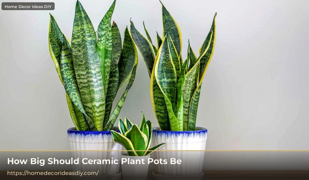 Snake plants in different sizes of ceramic plant pots showing how to match pot size to the plant