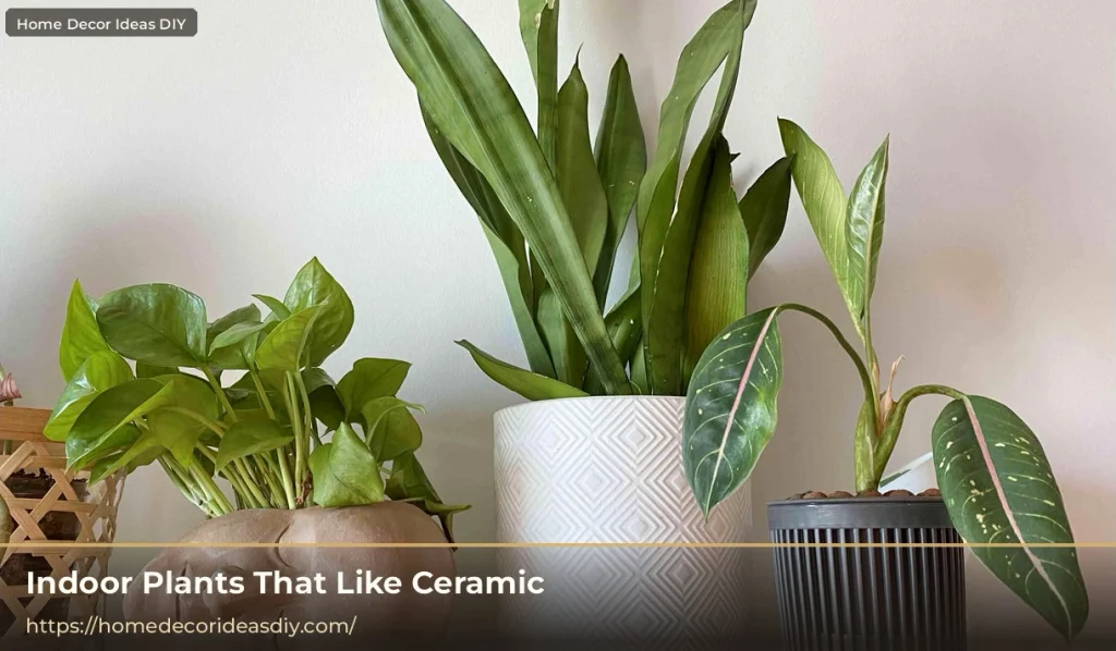 Indoor plants in ceramic plant pots on a shelf including pothos and leafy houseplants