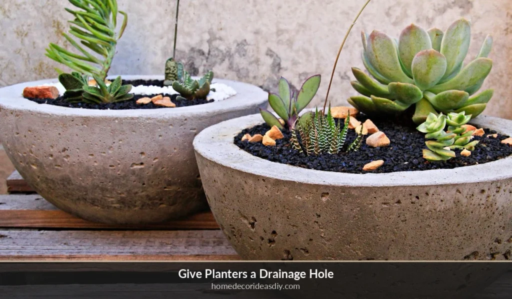 Bowl-shaped concrete planters with succulents that still need a drainage hole