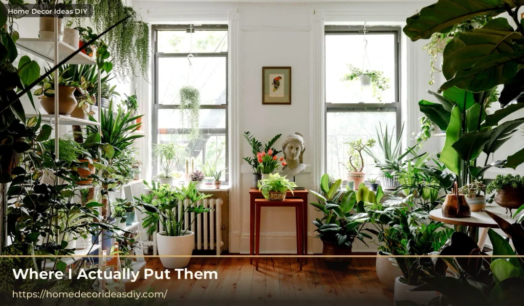 Ceramic plant pots and indoor plants arranged near windows in a lived-in home